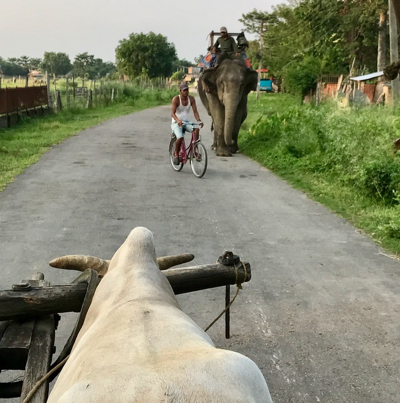 Chitwan national park, nepal with kids ox cart ride