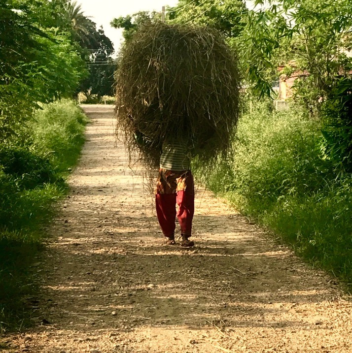 Chitwan national park, nepal with kids hay