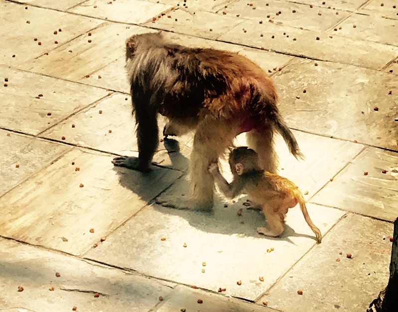 traveling to Nepal with kids - kathmandu monkey temple