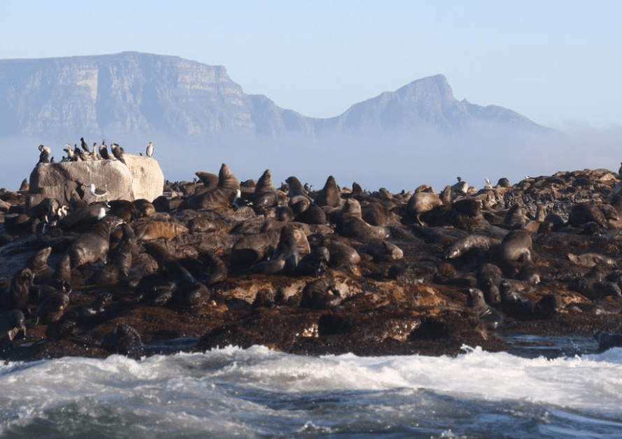 shark diving in cages in south africa penguins