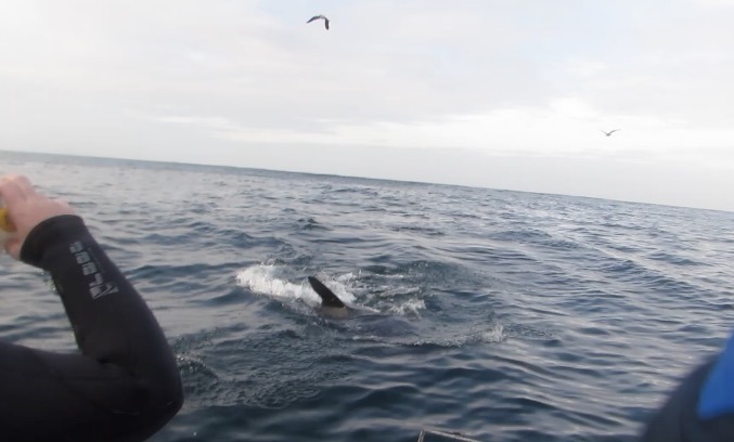 great white shark in africa