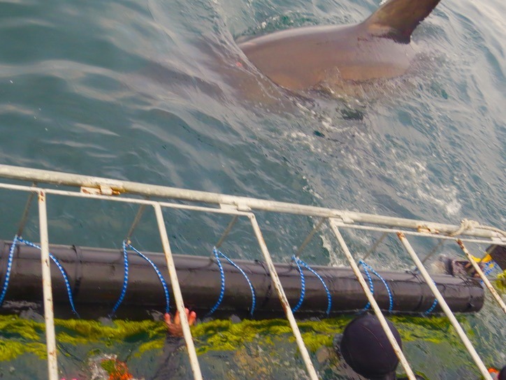 great white shark cage diving
