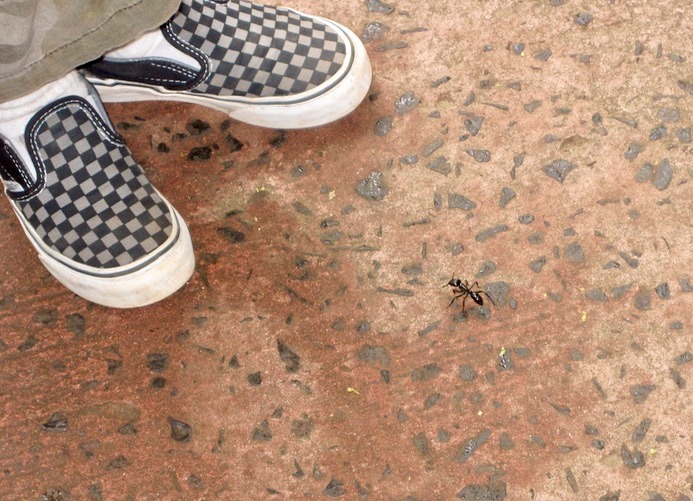 Iguazu Falls in Brazil and Argentina with kids bugs