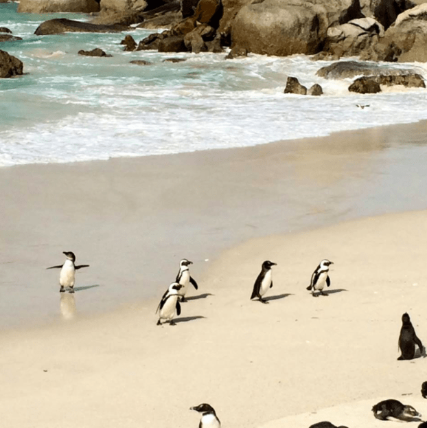 boulder beach penguins