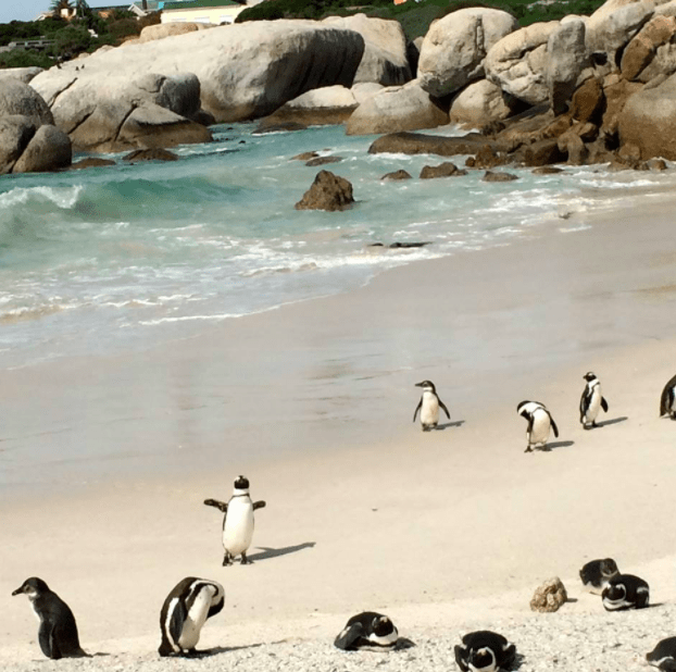 penguins boulder beach