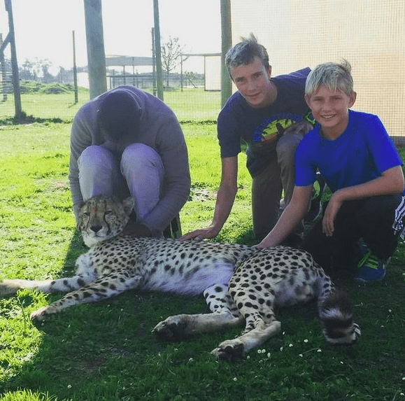south africa leopard