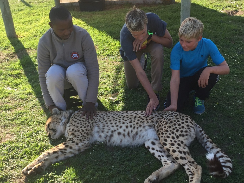 south africa cheetah