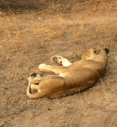 africa safari southafrica big5 lioness