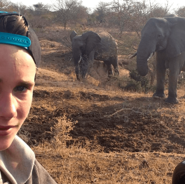 africa safari southafrica . elephants