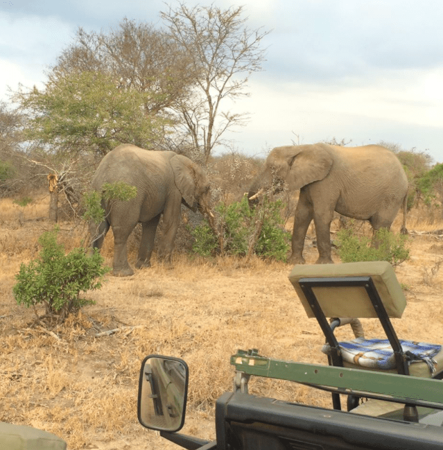 africa safari southafrica morning coffee