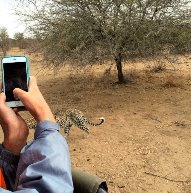 africa safari southafrica big5 leopard