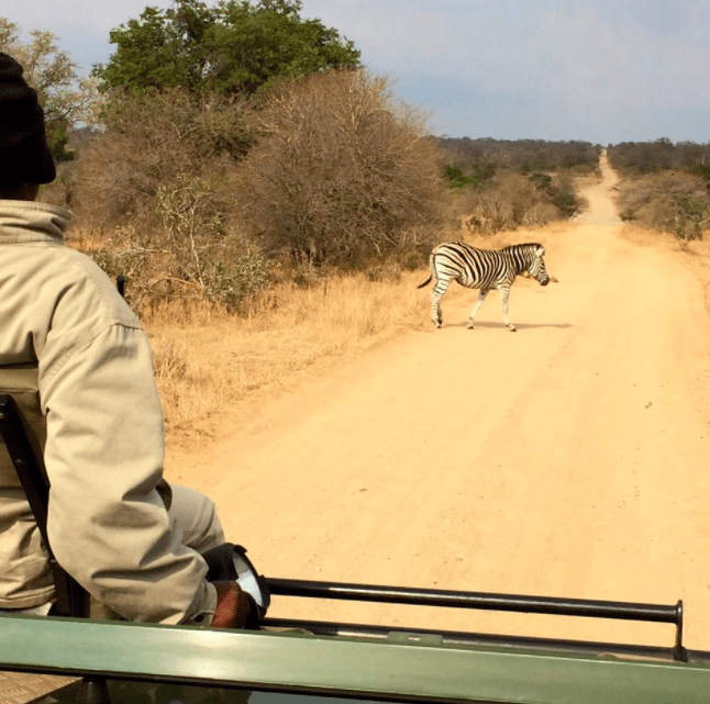 africa safari southafrica big5 zebra