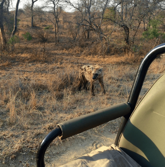  africa safari southafrica big5 hyena