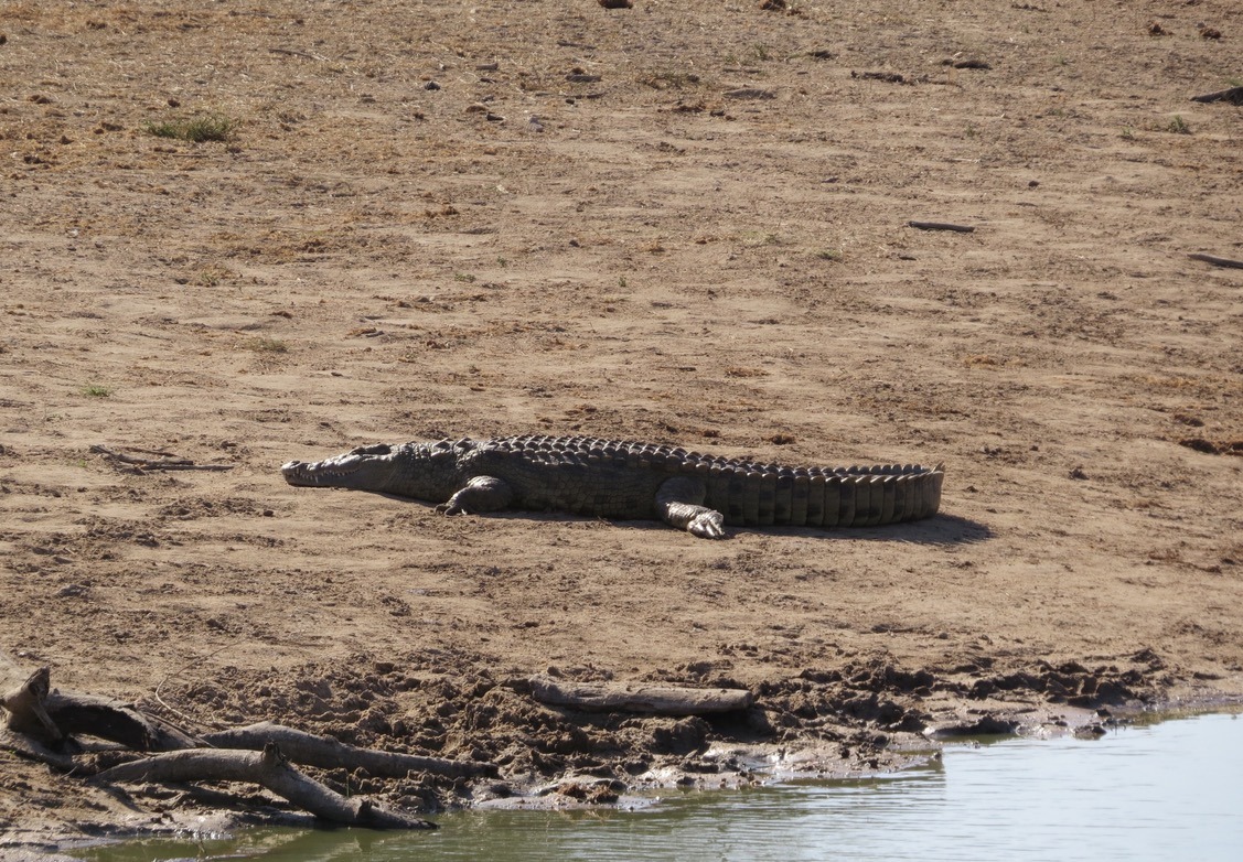 africa safari southafrica crocodile watering hole