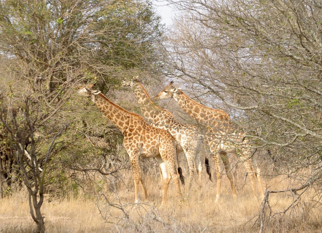 africa safari southafrica big5