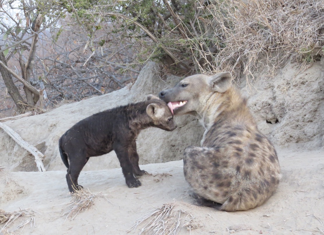  africa safari southafrica big5 hyena