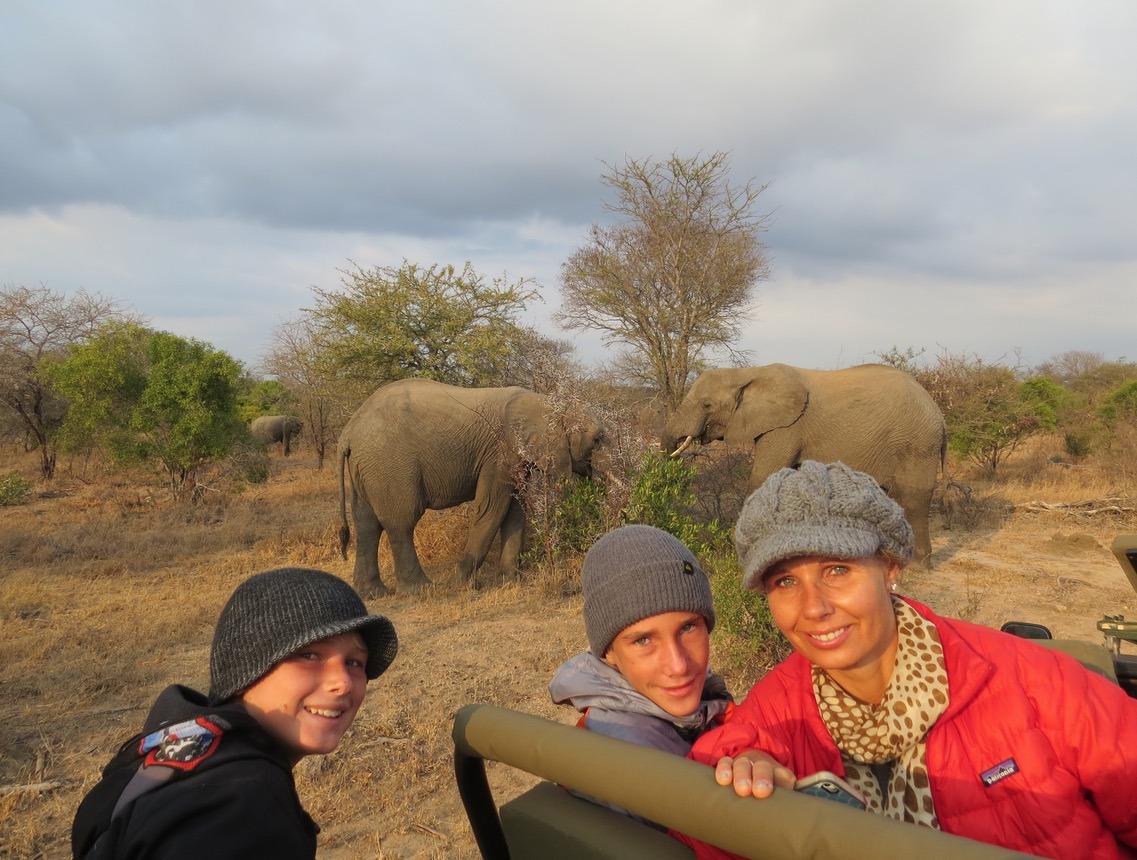 south africa safari elephants