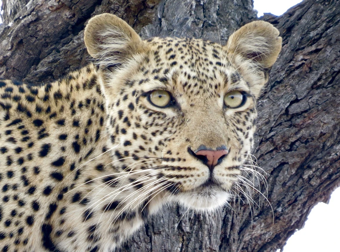 africa safari southafrica big5 leopard