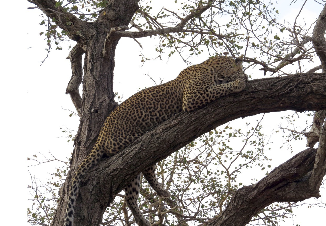 africa safari southafrica big5 leopard