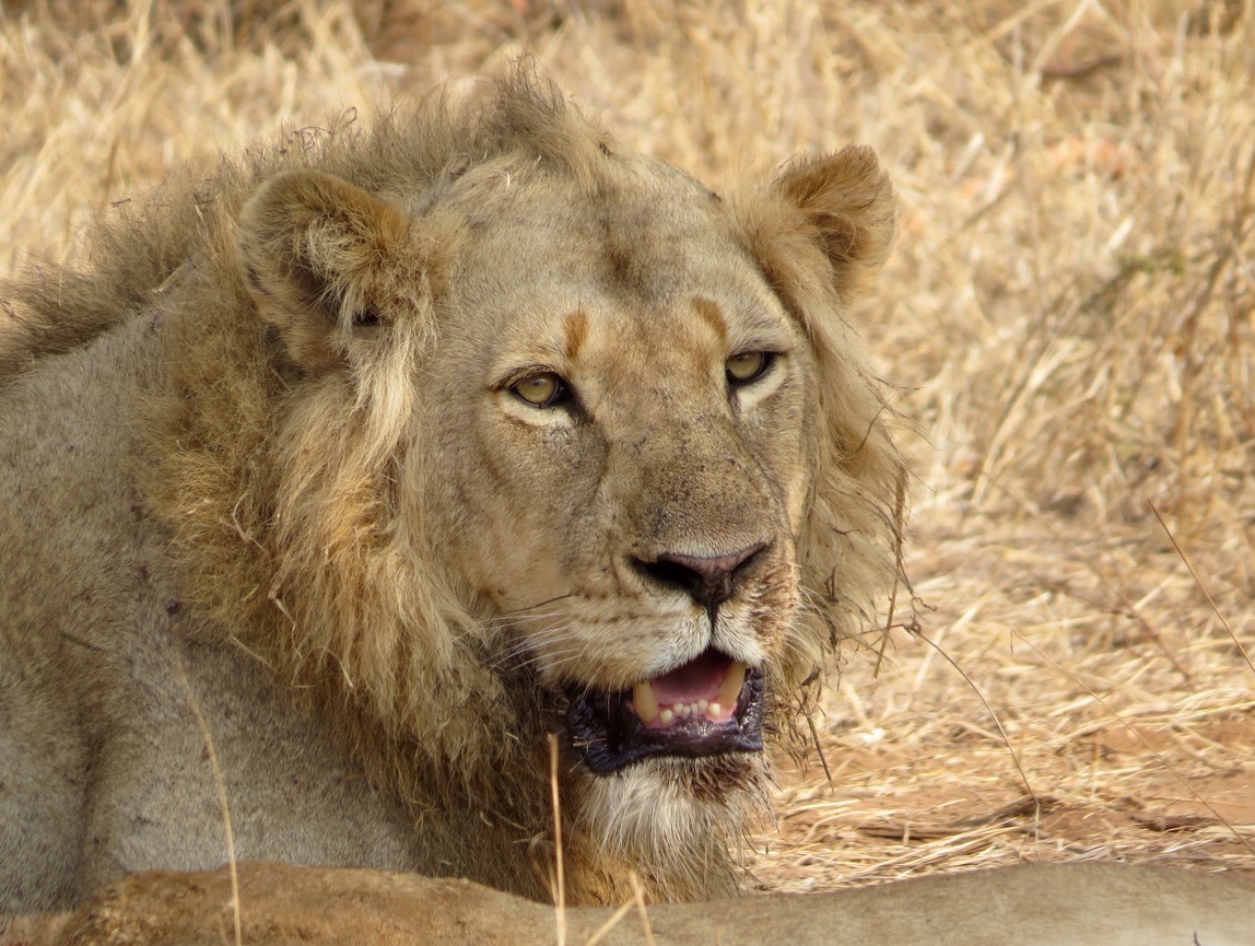 lion africa safari southafrica big5