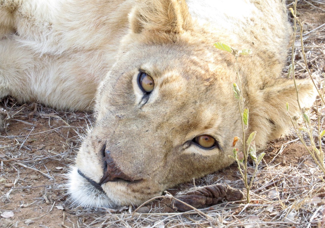 africa safari southafrica big5 lioness
