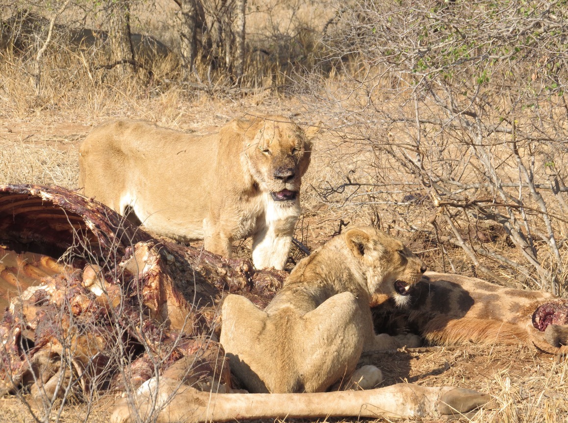 planning an African safari to see the big5 lion giraffe kill