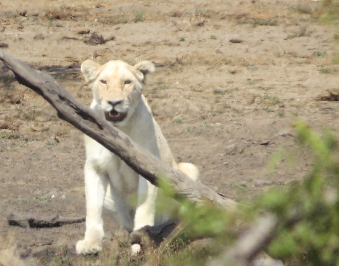 white lioness africa safari - Planning an African Safari with kids is a bucket list 