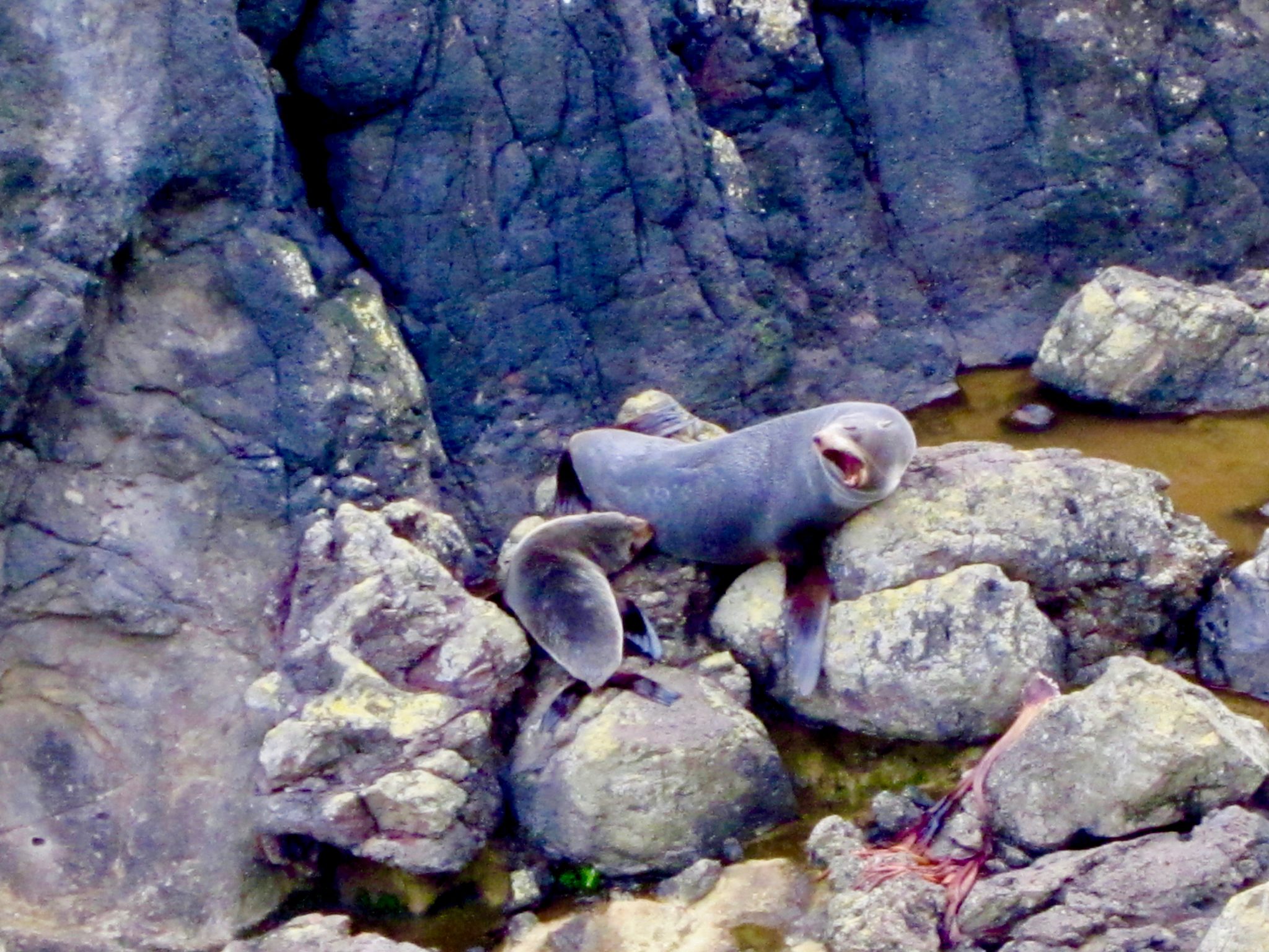 walking on the beach momma and baby sealion on the otago peninsula