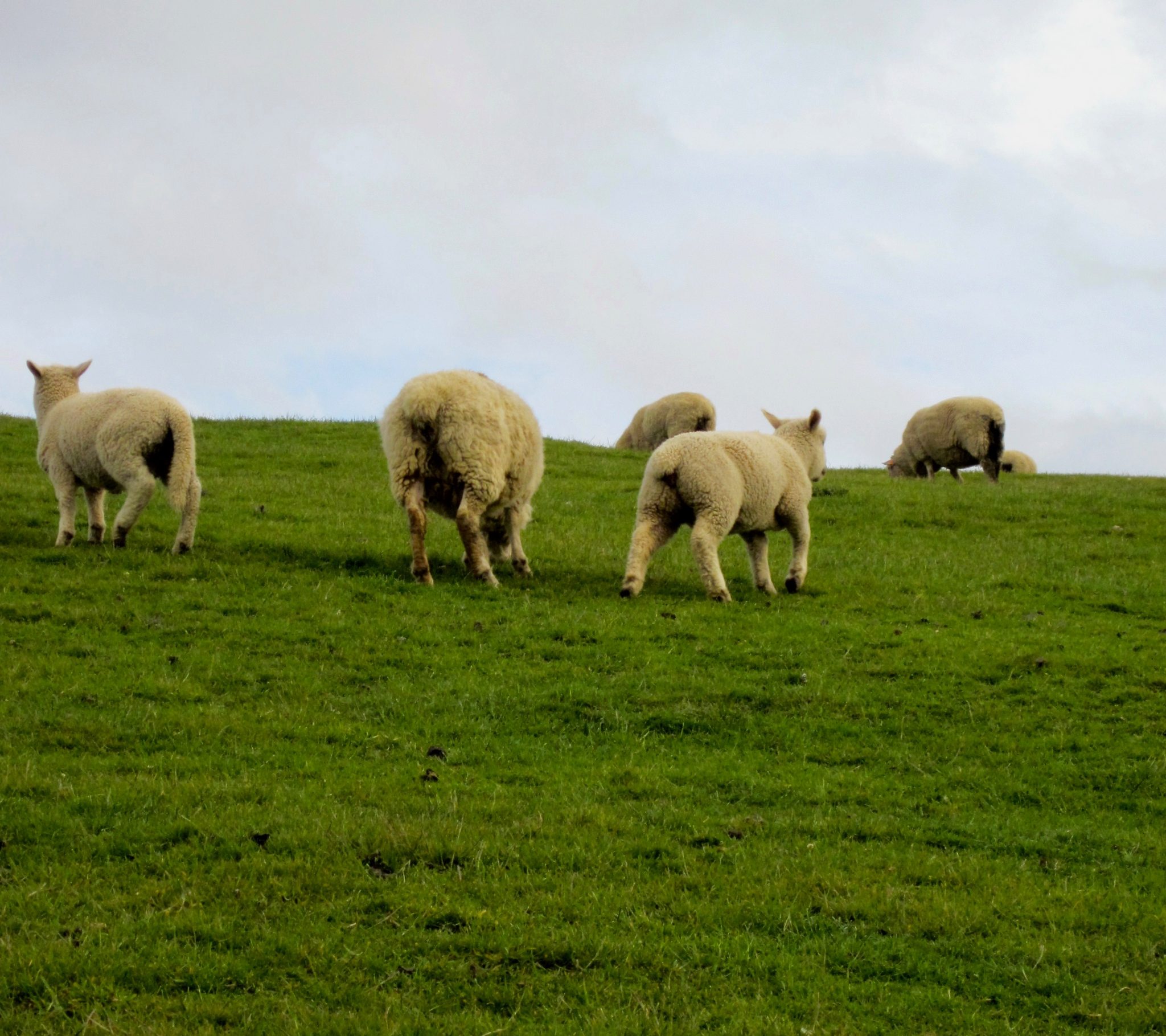 sheep at penguins place in dunedin
