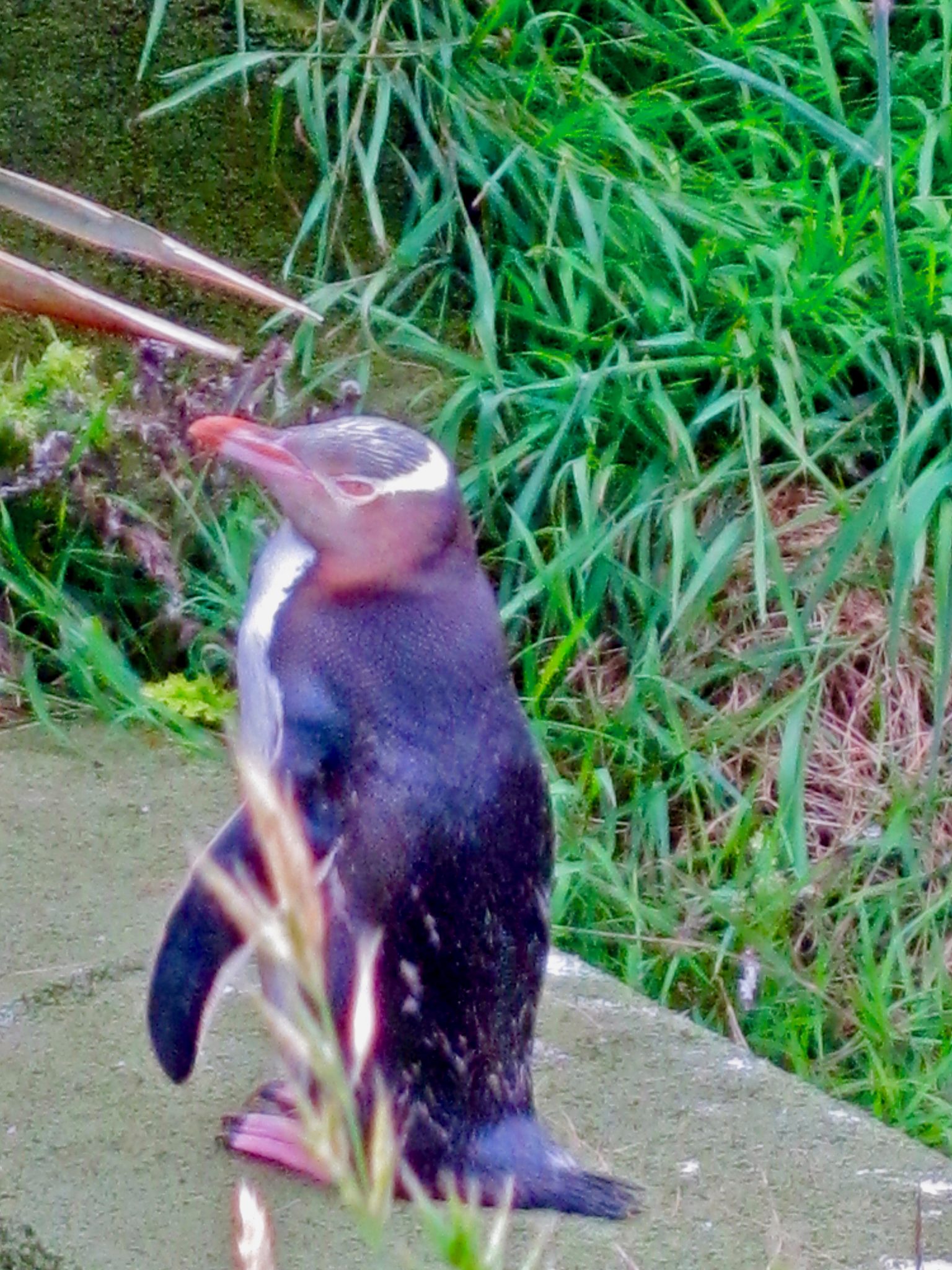 Penguin Place is just one of several locations you can visit to experience nature, in a wild and natural environment. It is home to a small breeding colony of Yellow Eyed Penguins.