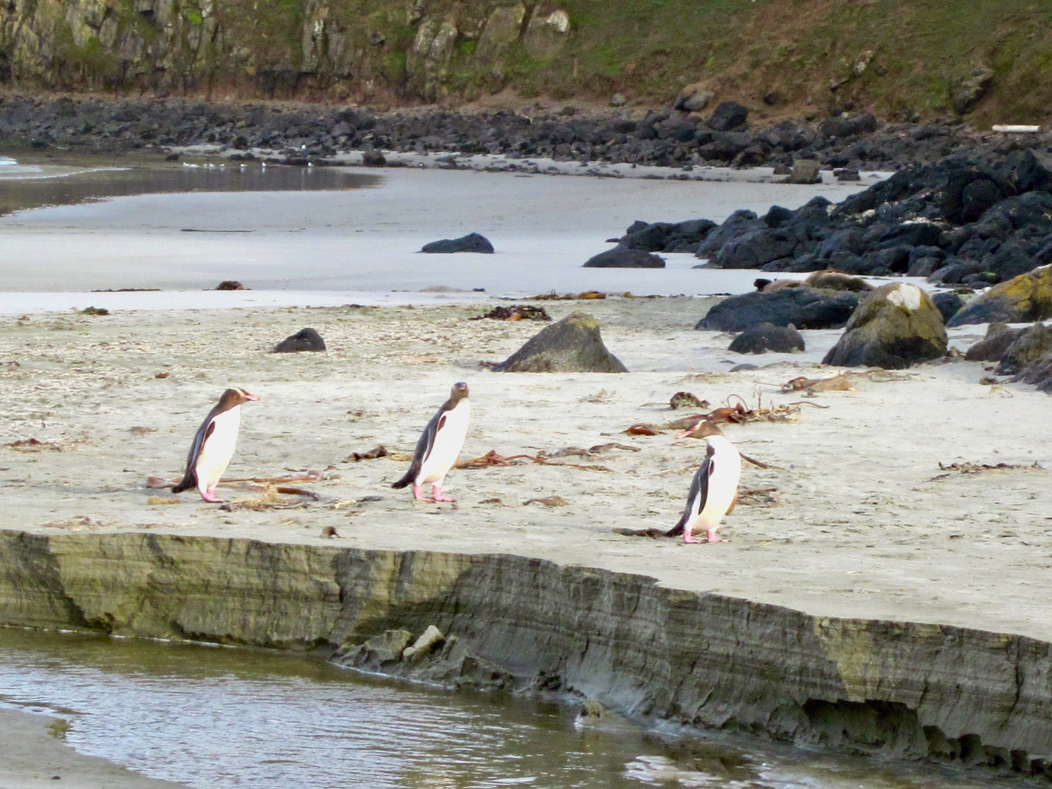penguins at penguin place otago peninsula