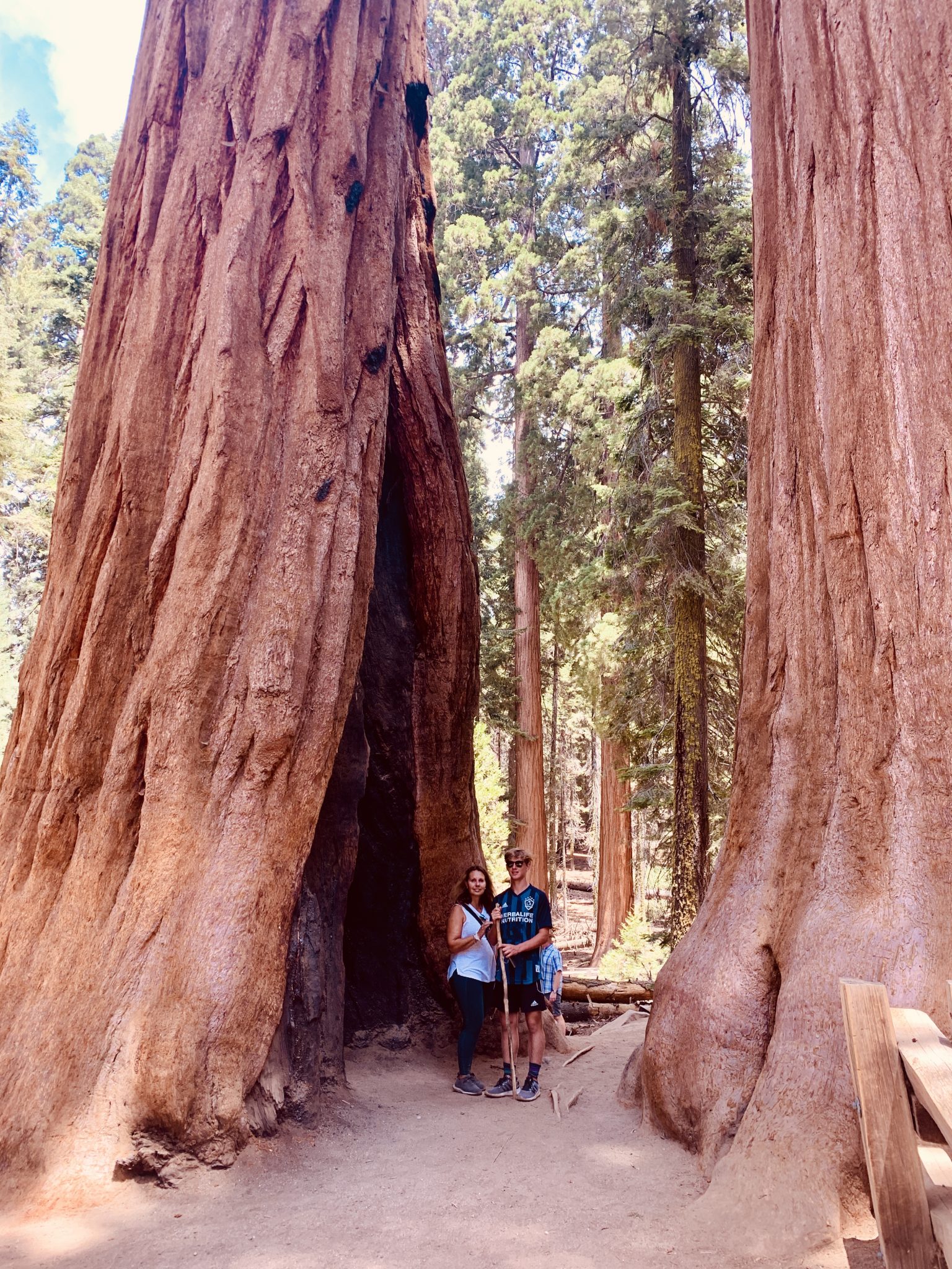 general sherman tree in sequoia national park