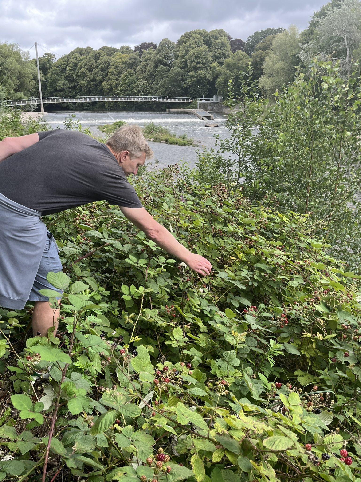 pick wild blackberries along the River Taft 