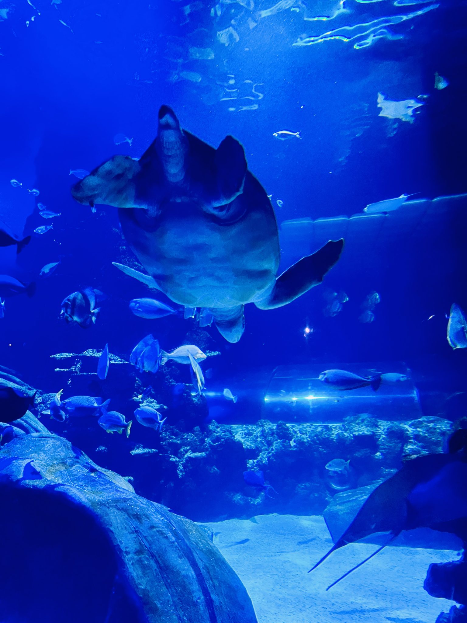SeaLife Aquarium, London