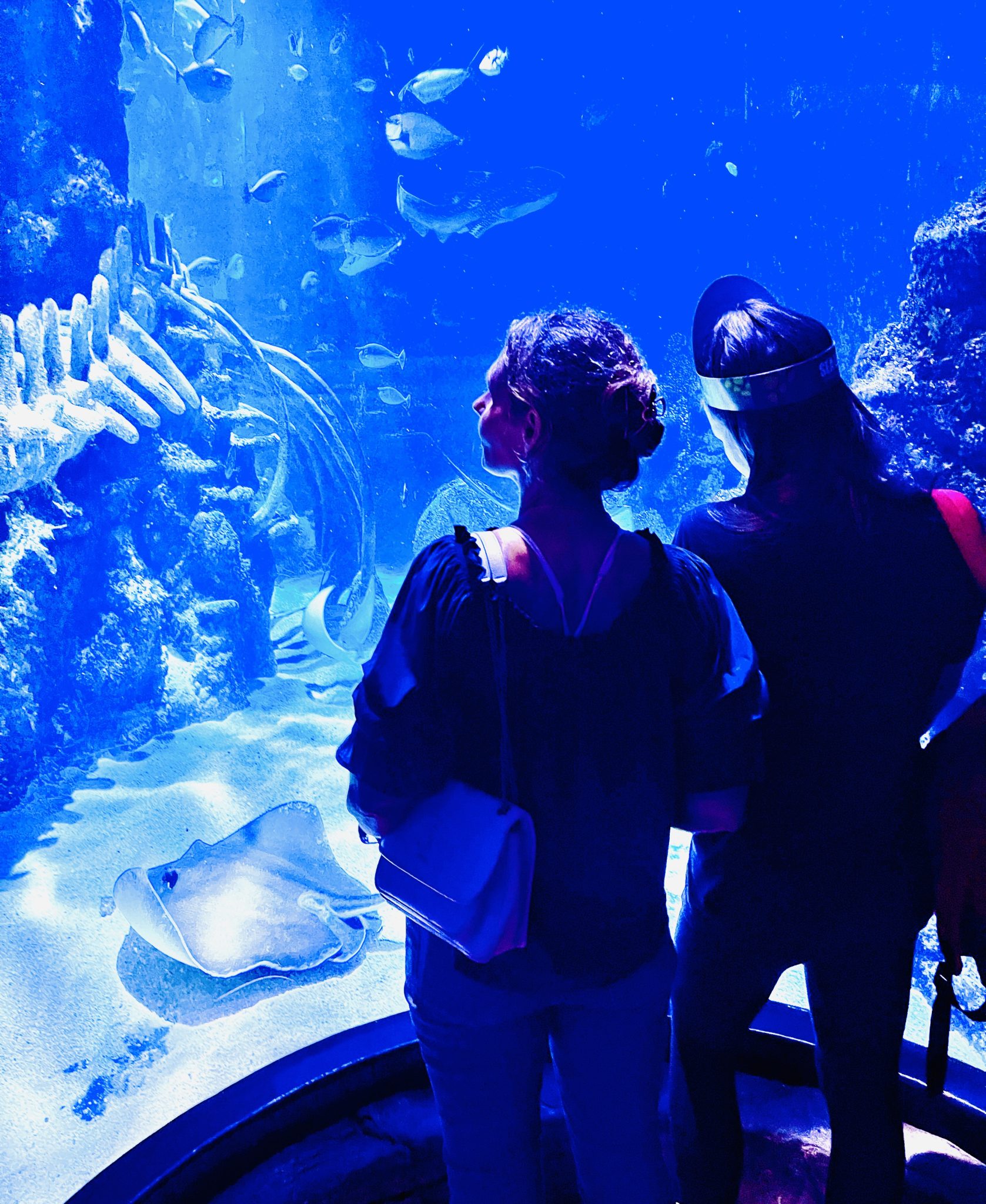 SeaLife Aquarium London is a fun way to see LOndon on a budget