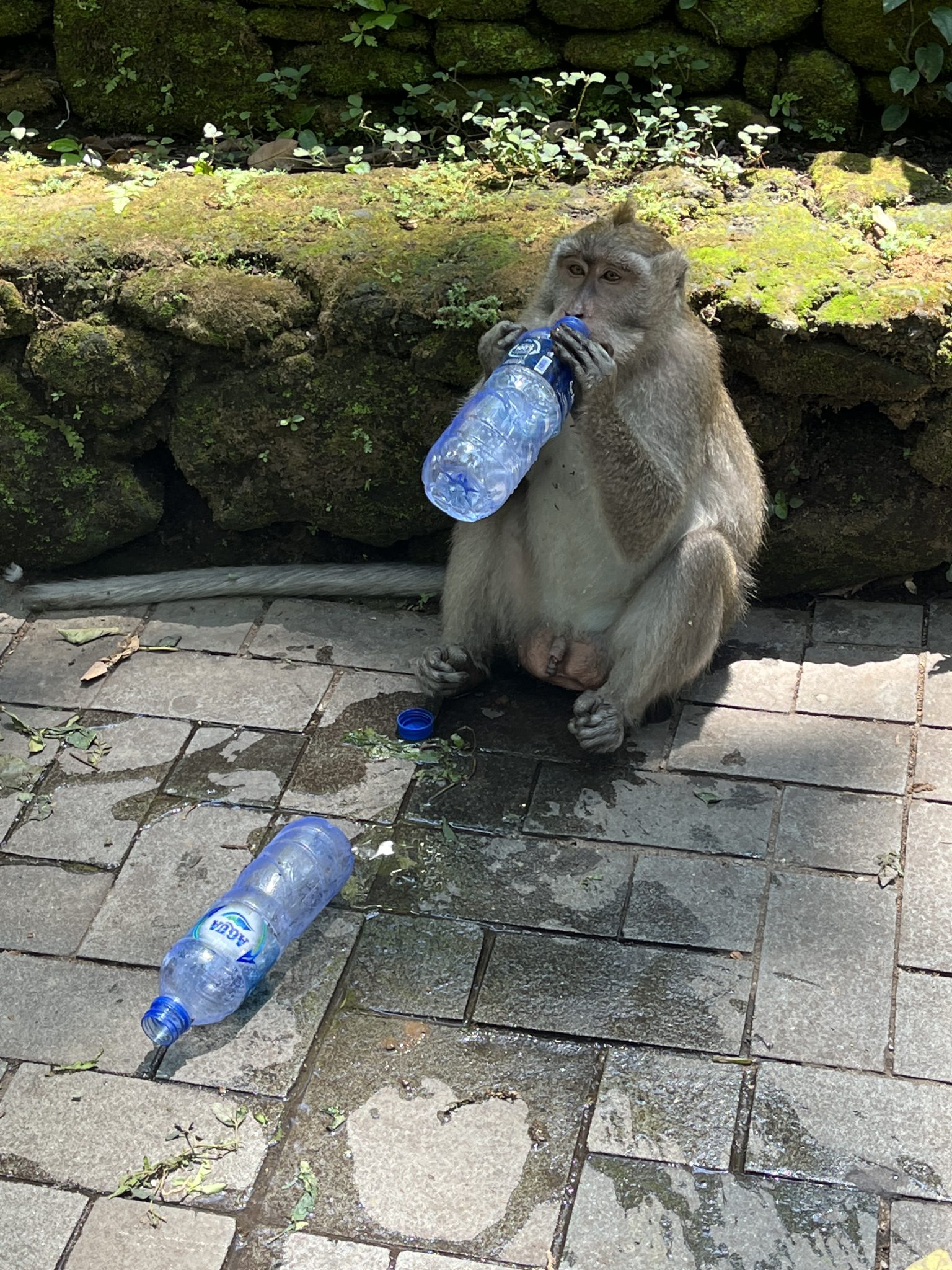 visit the Ubud Monkey sanctuary for things to do in Ubud Bali