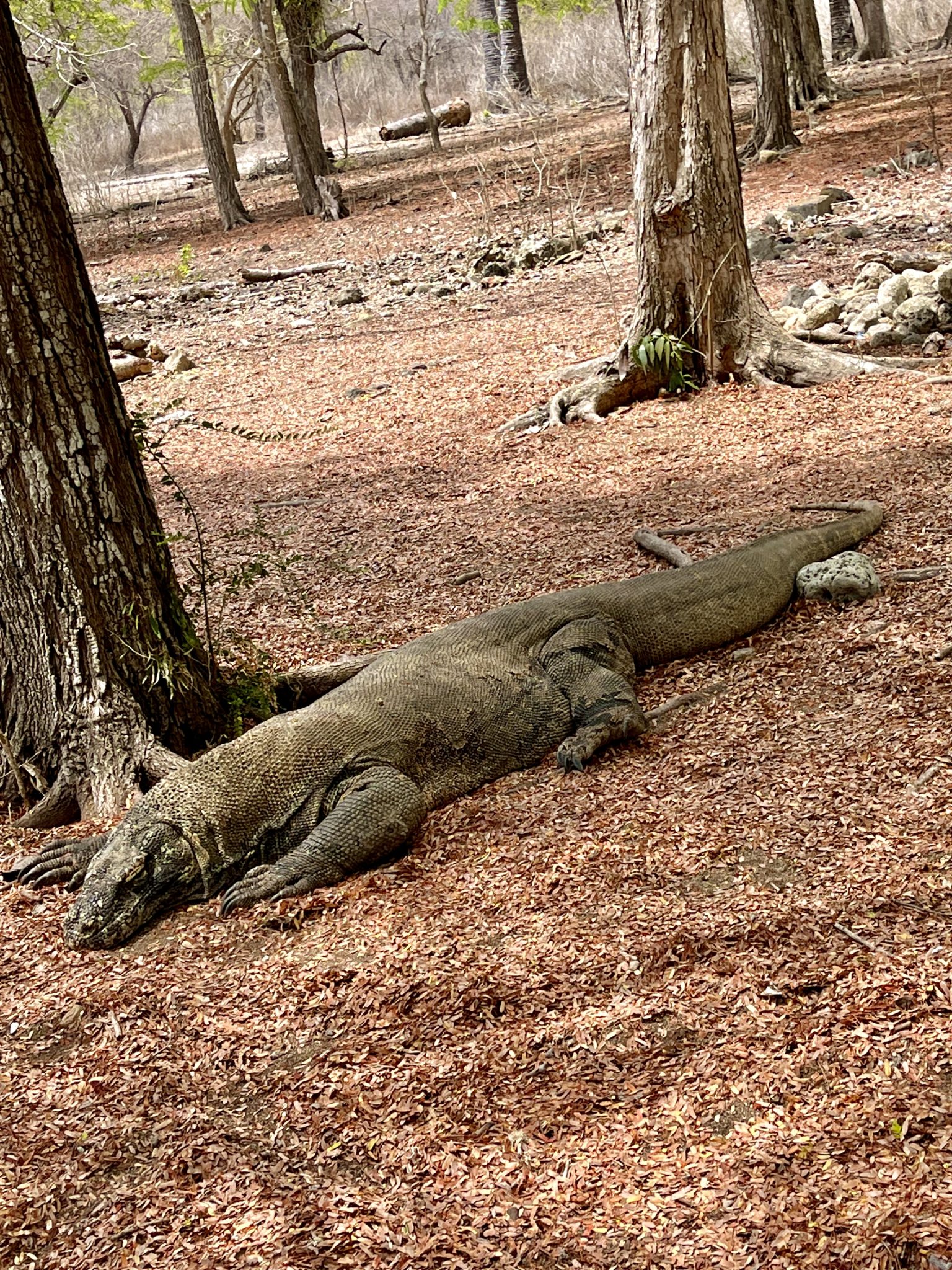 seeing Komodo Dragons in their natural habitat was a once-in-a-lifetime experience.