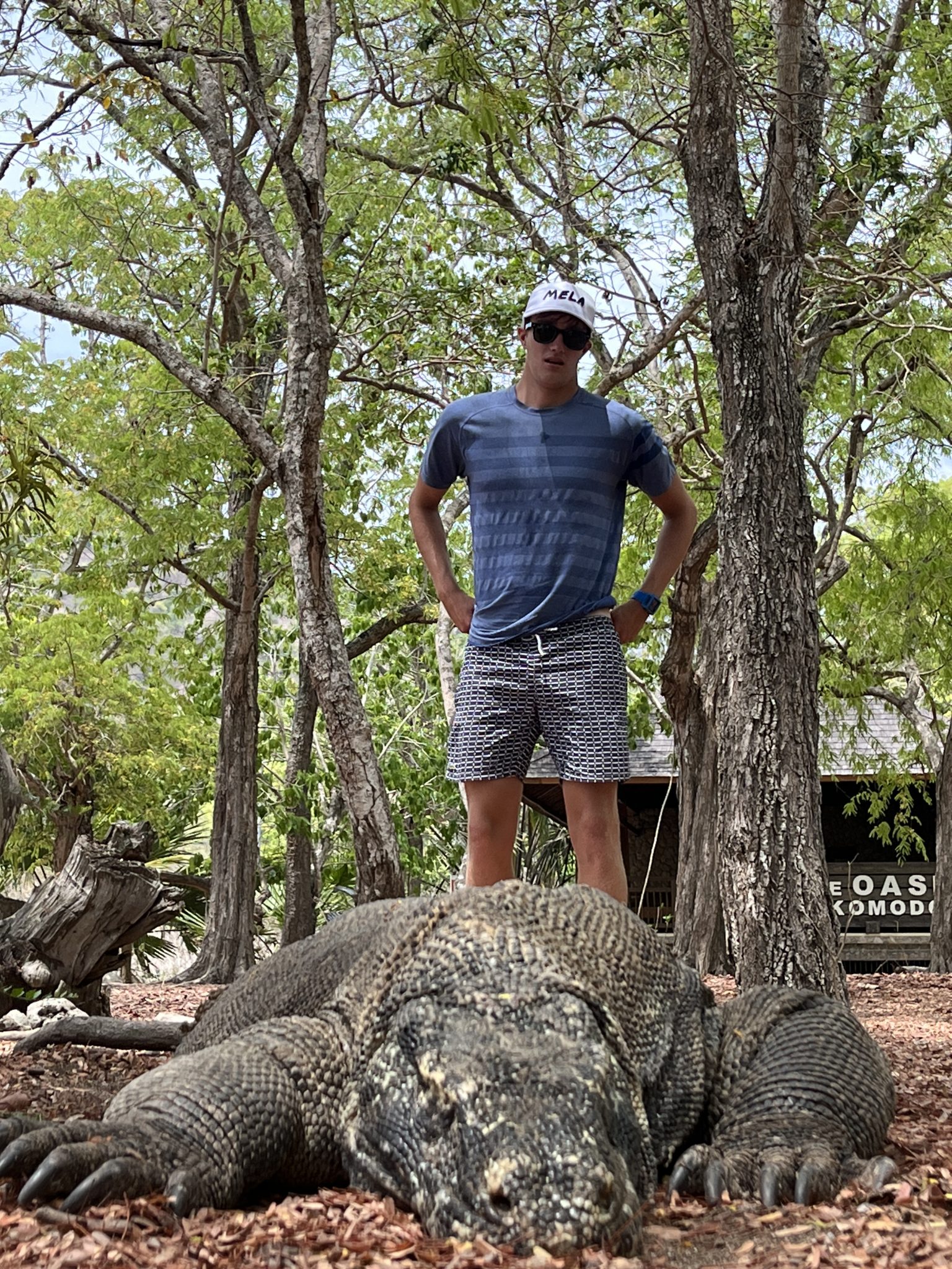Komodo dragons in their natural habitat