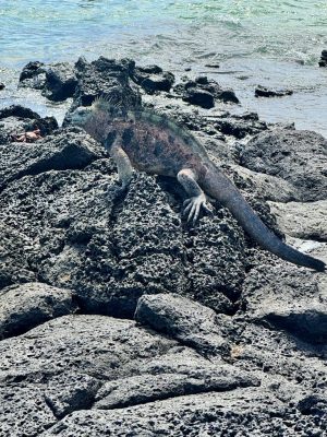 marine iguana in ecuador