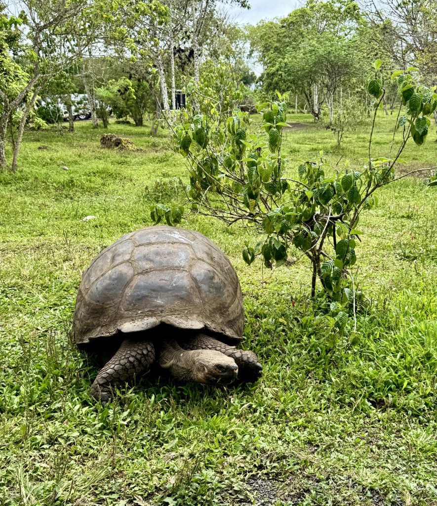 How to visit the Galapagos Islands on your own