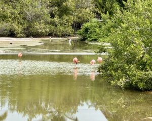 Pink flamingo lagoon on isabela island in the galapagos