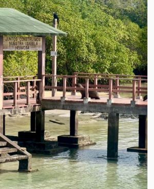 Isabela Island, Galapagos: All You Need to Know Before You Go - sea lions are everywhere in the galapagos islands