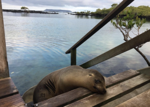 north seymour island tour