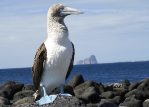 Blue footed booby in the Galapagos islands