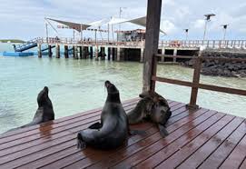 sea lions sleeping on the dock in the galapagos islands - ready my ecuador travel guide